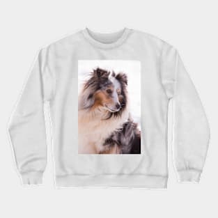 Shetland Sheepdog Portrait Crewneck Sweatshirt